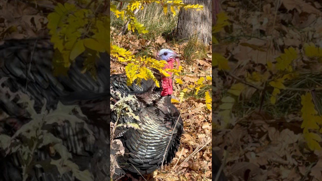 Turkeys can change colors!? ￼#naturefacts #animalfacts #howtodraw #turkey #thanksgiving
