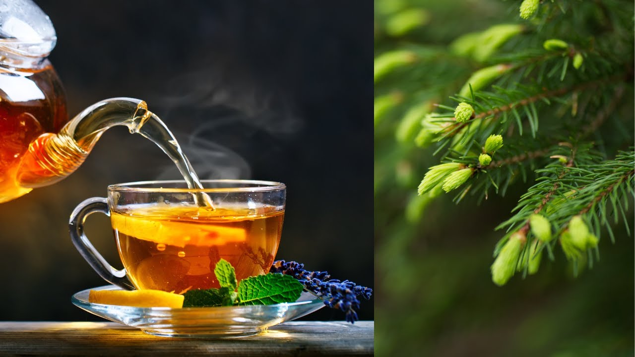 Wild & Edible: Spruce Shoots