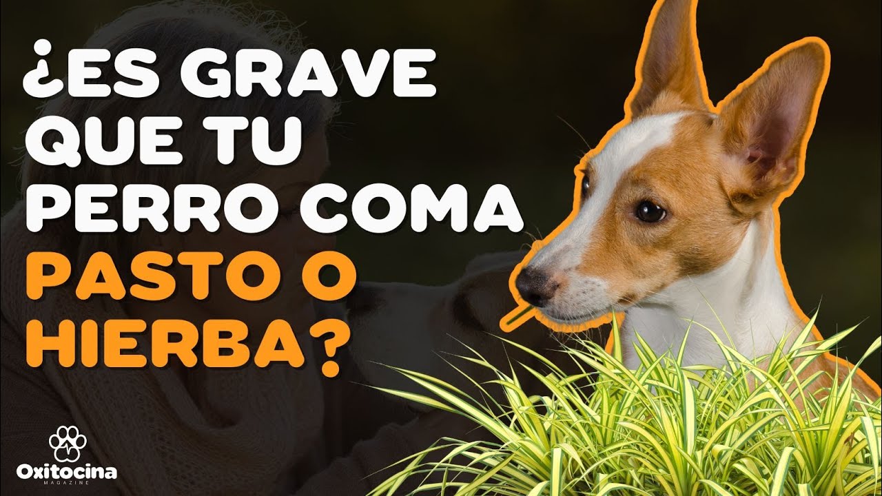 7 RAZONES POR LAS QUE TU PERRO COME PASTO O HIERBA