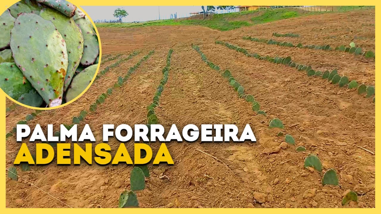 PLANTAÇÃO DE PALMA FORRAGEIRA ADENSADA