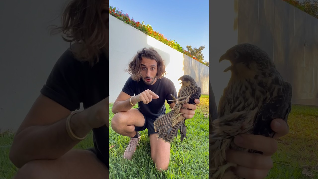 Sauvetage d&rsquo;un faucon !! Il m&rsquo;a bien eu 😰🦅
