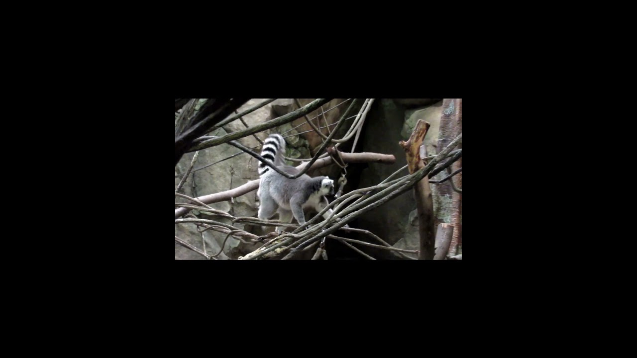 Ring-tailed Lemur in HD Video