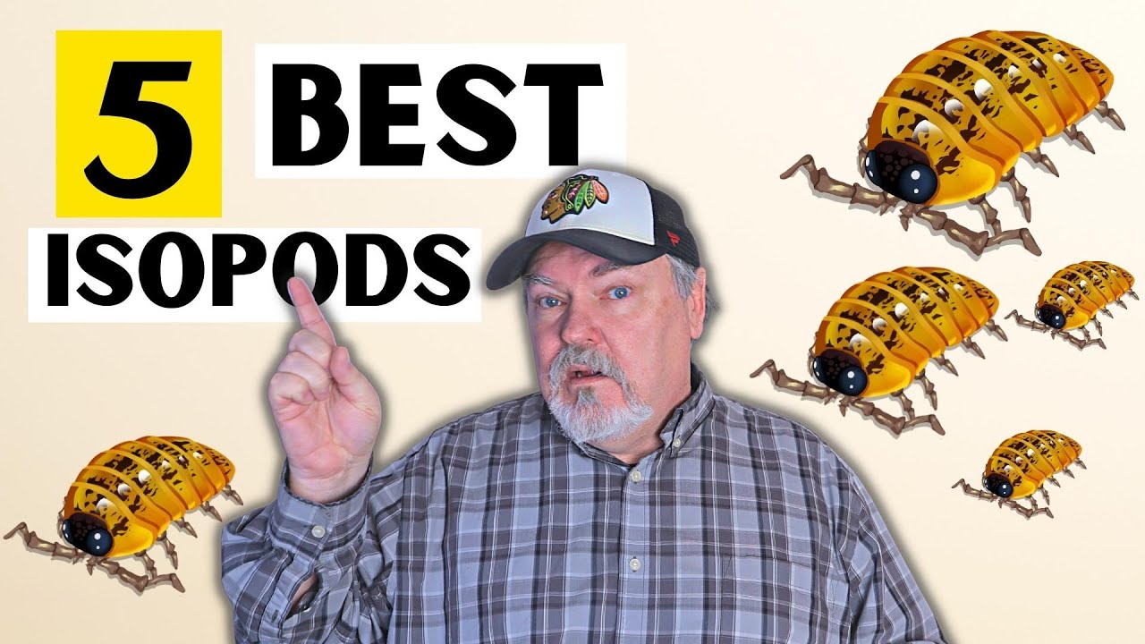5 Best Intermediate Isopods    |   Do You Agree?
