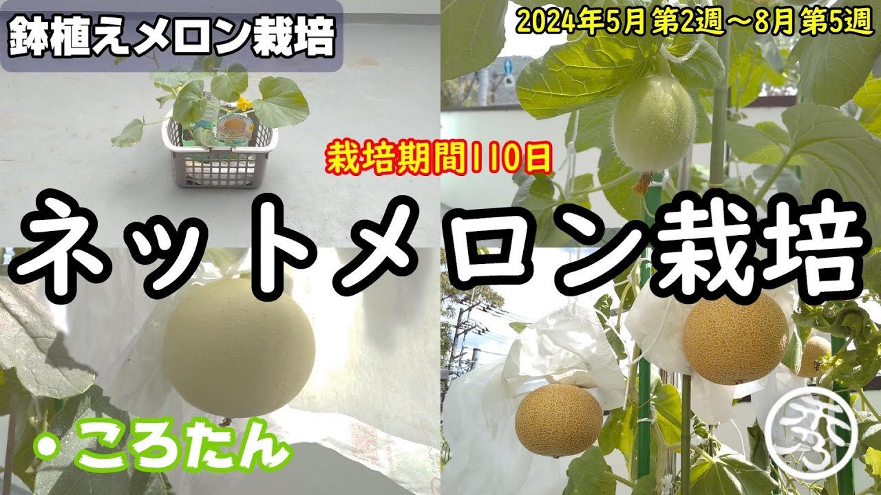 鉢植えメロン栽培：ころたんの育て方 ～総集編～