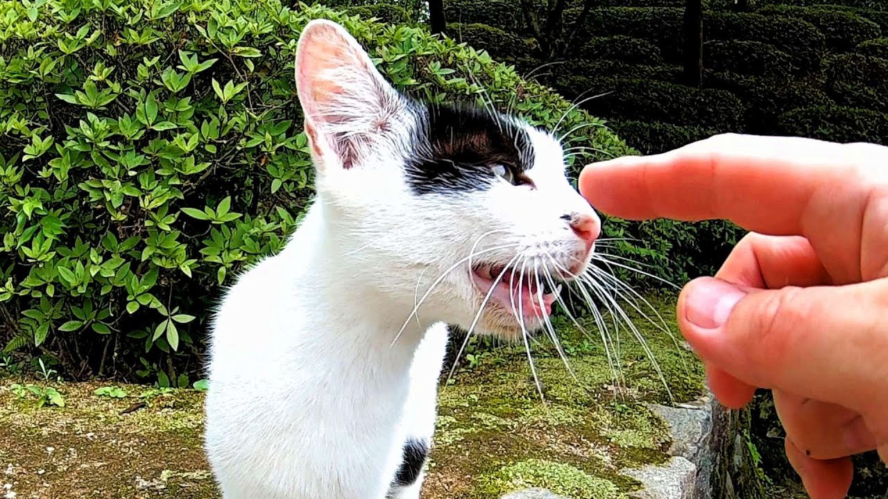 【京都猫】会話が止まらない猫- KyotoCat: A cat who can't stop talking