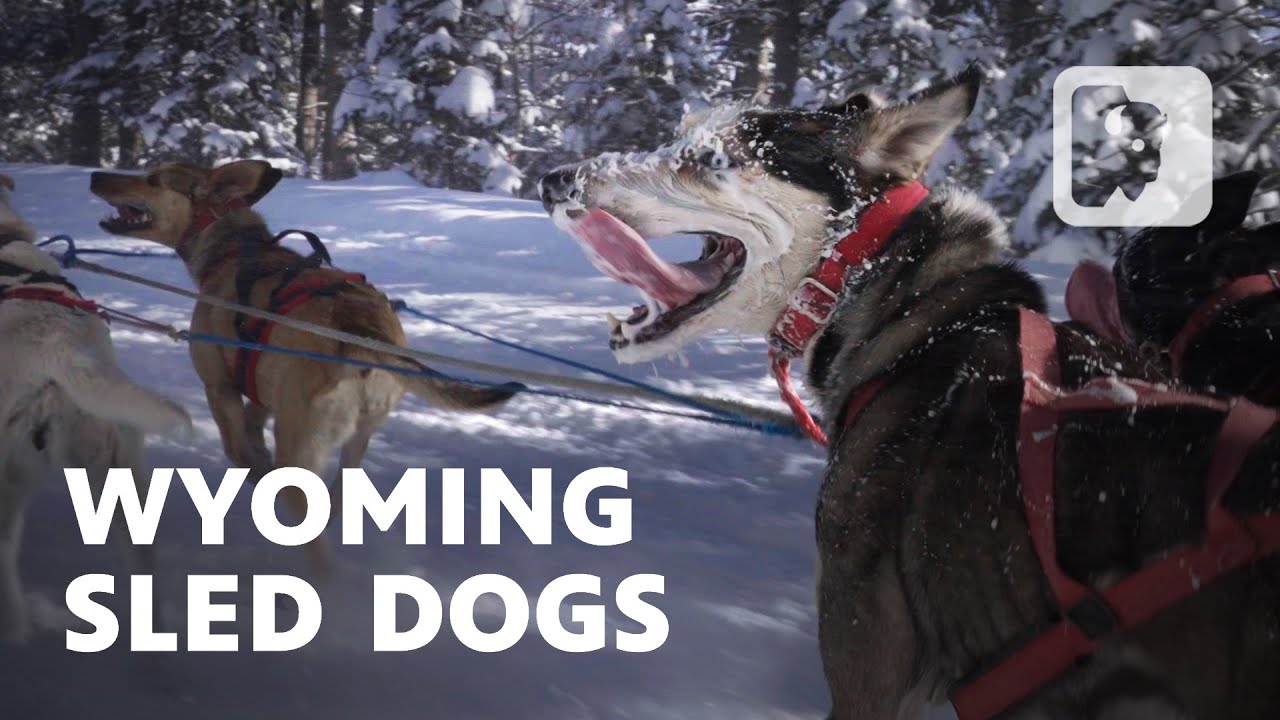 Meet the Wyoming dog musher who refused to give up her dream of racing glory