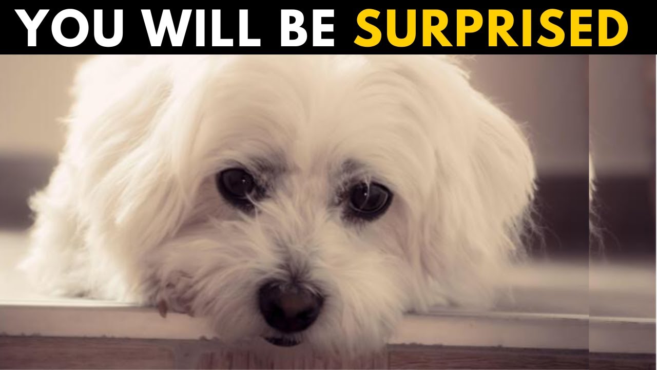 Can Maltese Dog Stay Alone at Home?