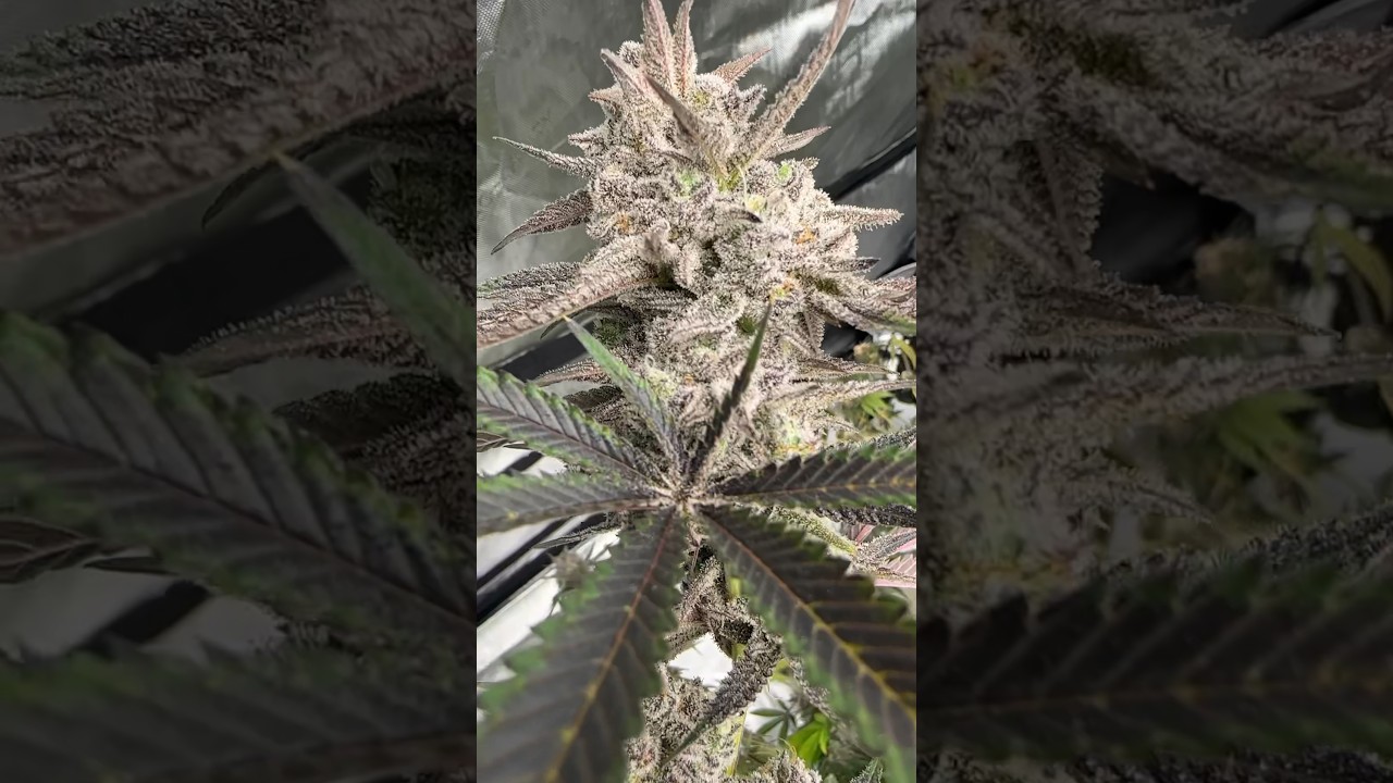 &ldquo;I&rsquo;m late&rdquo;. Selfie Seeds Q4 breeding project - Sweet Slurry Crosses #cannabisseeds