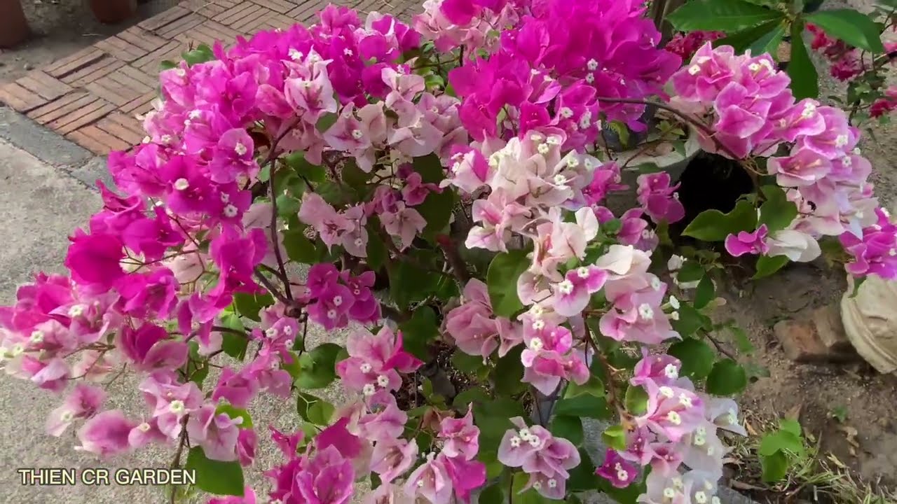 Giai đoạn nào thích hợp nhất để tiến hành làm hoa cho cây Bông Giấy?