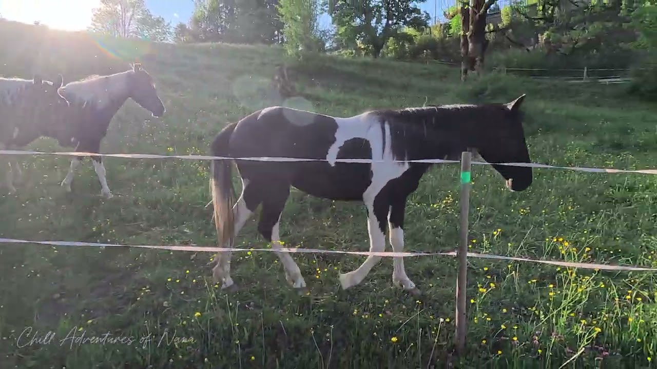 Alpine Life with Animals ( ASMR )