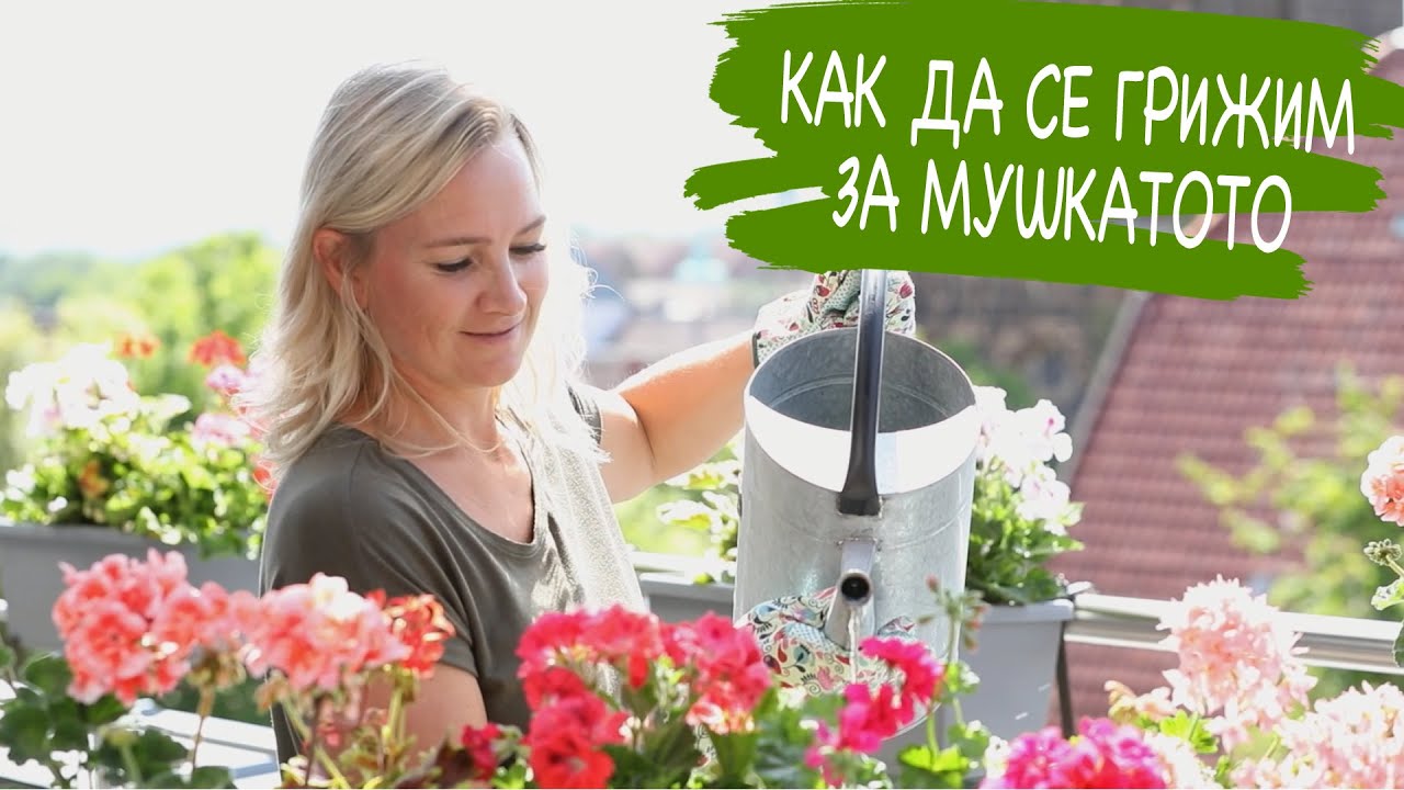 Как да се грижим за мушкатото | Съветеи за декорация на балкона
