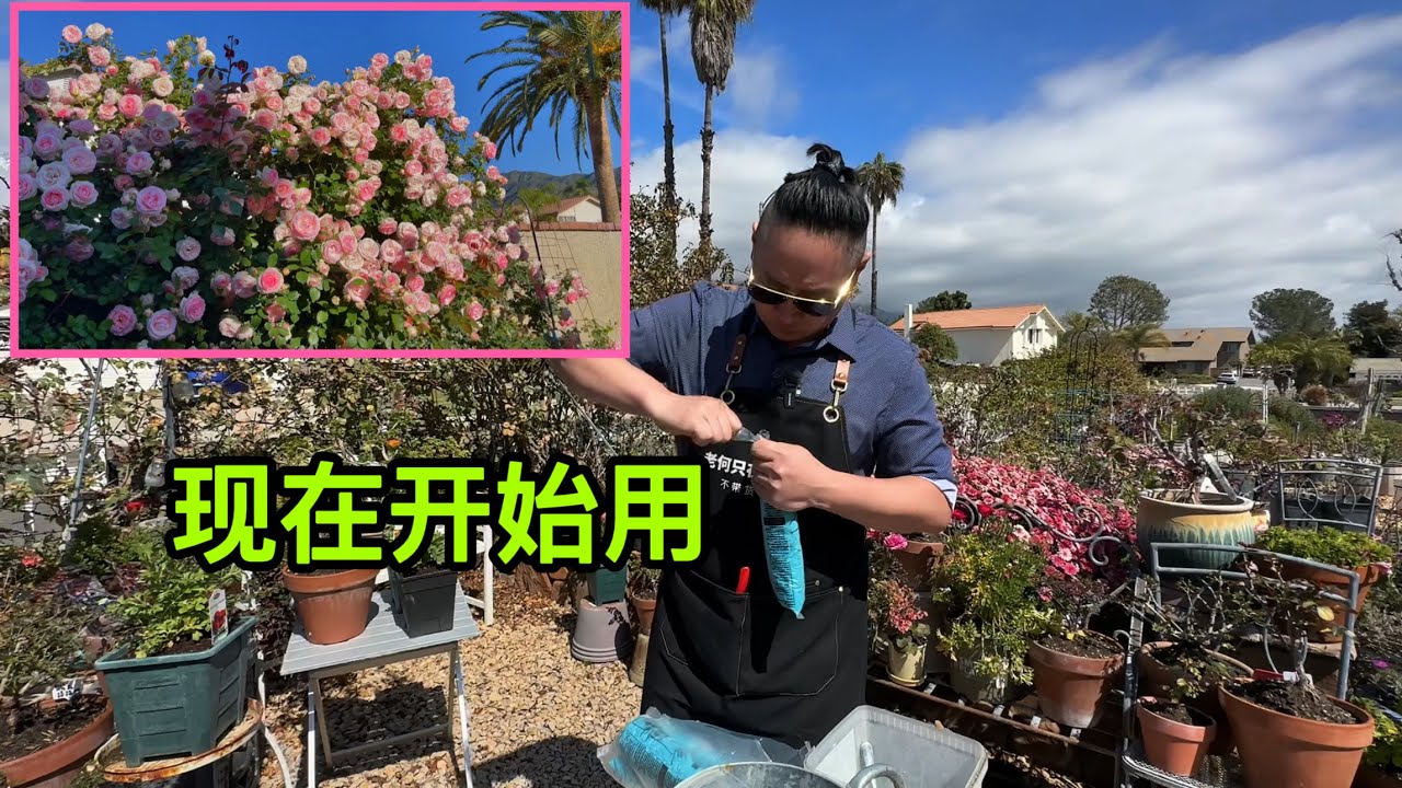 老何花园水肥配方大揭秘！园艺篇