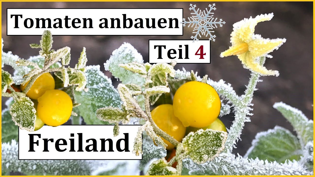 Tomaten anbauen Teil 4: Freiland, Hochbeet und geschützter Anbau I Anbautipps uns Empfehlungen