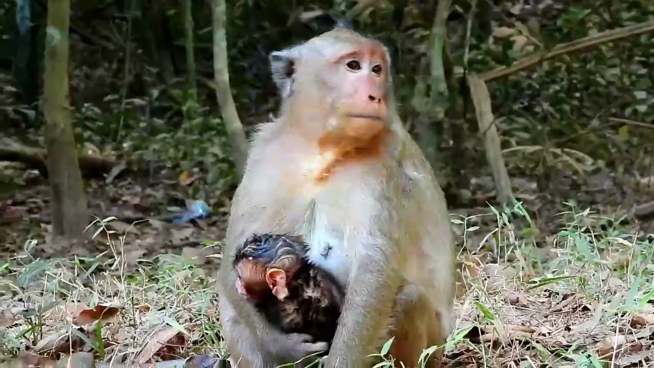 NEW BABY, Monkey Grab In Cambodia Good All Monkeys In Khmer #194