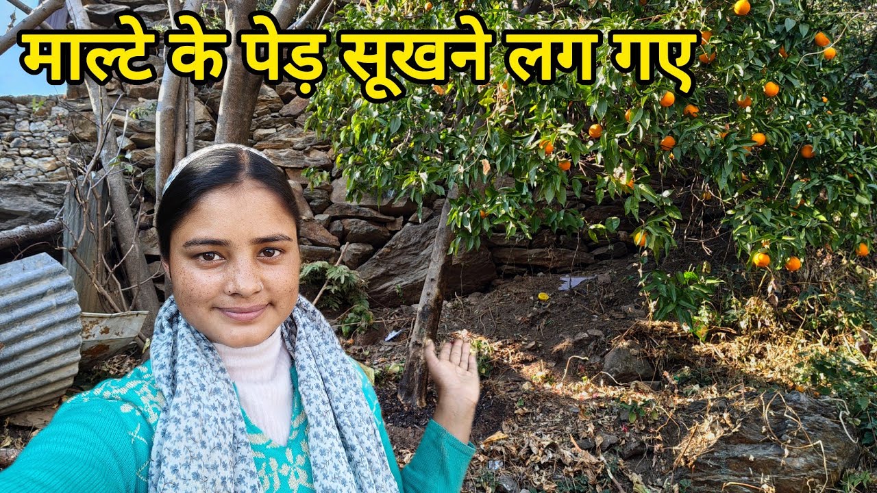 बिना बारिश के माल्टे के पेड़ सूखने लग गए 🥲 ।। Pahadilifestyle Vlogging || Kedarghati Kareenavlogs11 