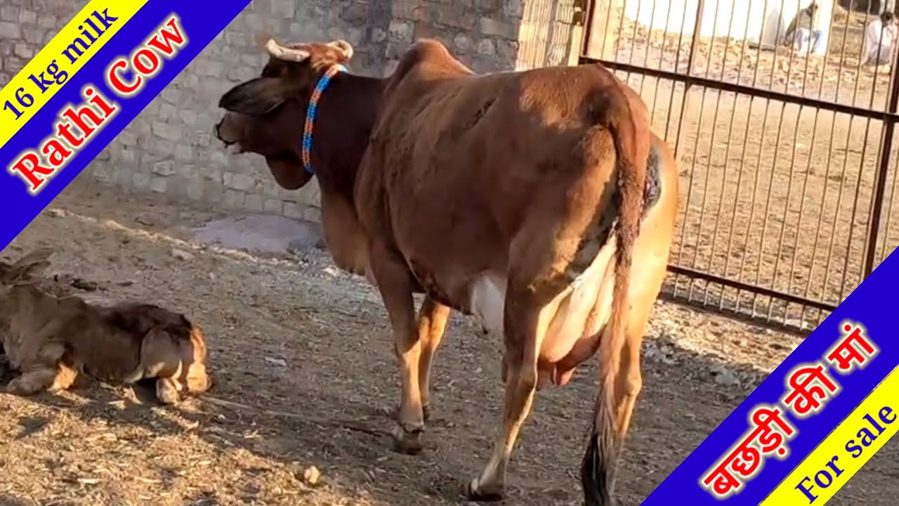 Rathi & Sahiwal Cow 16 kg milk बछड़ी की मां,बॉर्डर एरिया की शुद्ध राठी गाय उपलब्ध है, @PremAgroFarm 