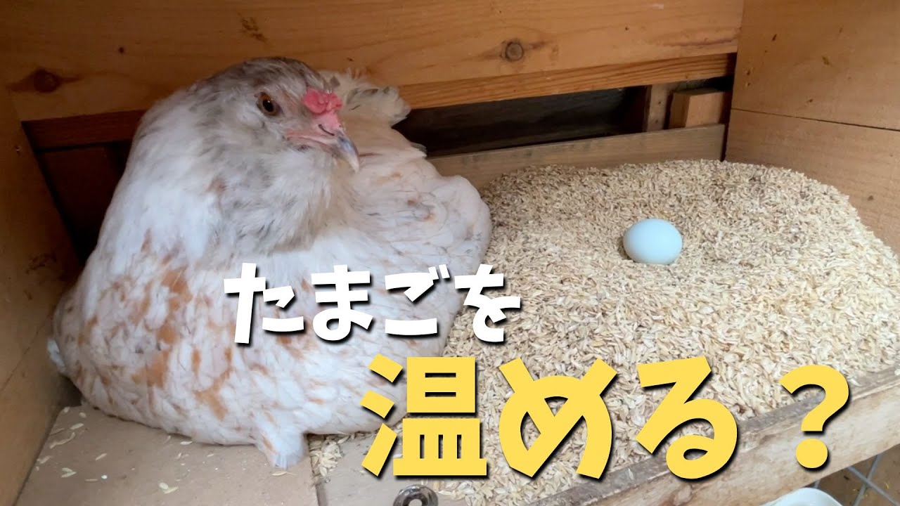 卵を温める場所を作ったら、まさかのことが起きました【ニワトリ飼育】　#102