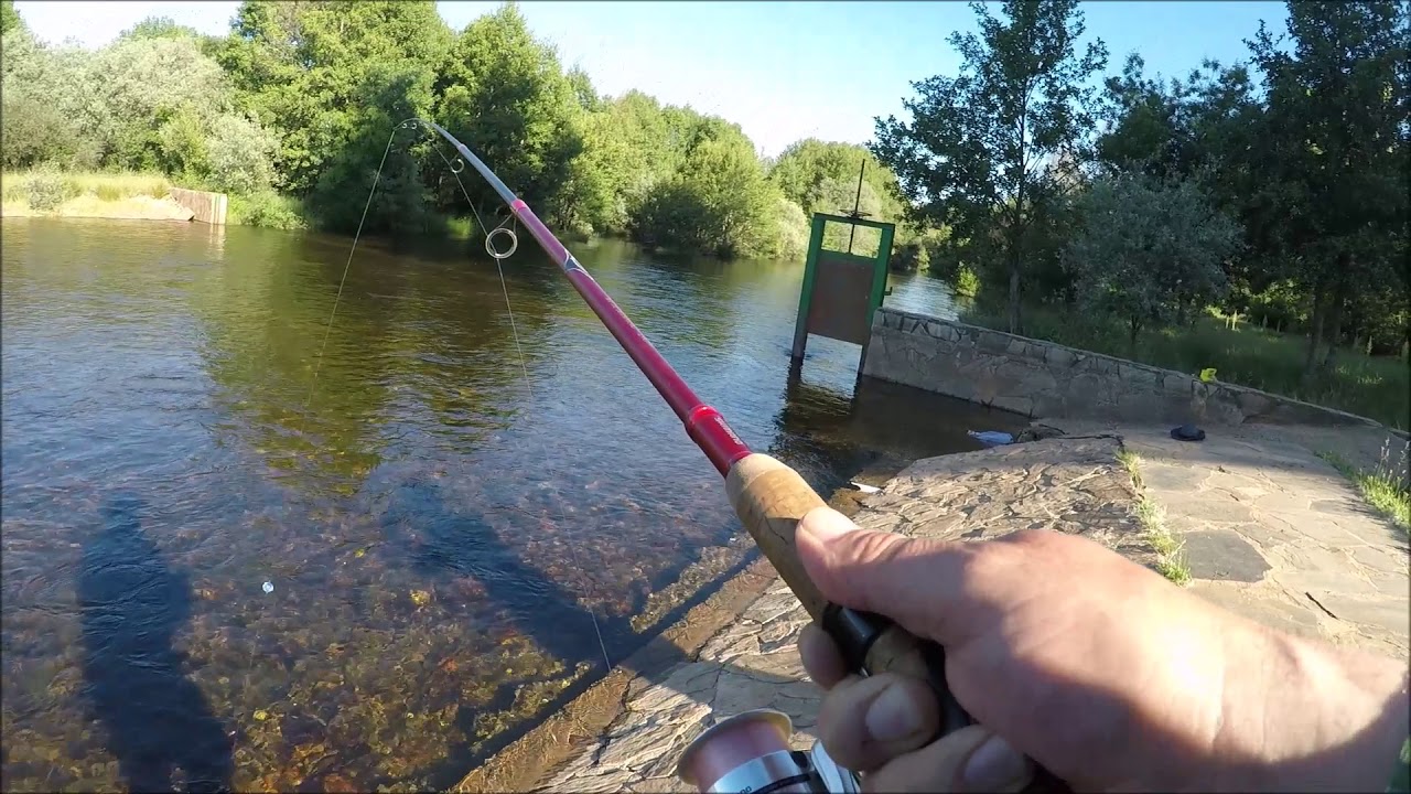 Pesca de Barbos a Mosca  Rionegro del Puente 2018