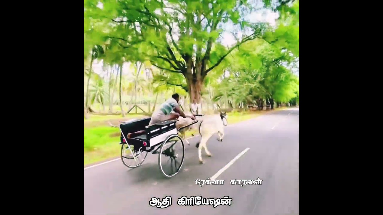 #தமிழண்டா#jallikattu #tamil #love #rekla#amuthamstudio #amutham_panthyam #perai_raj_studio
