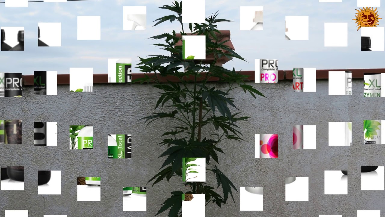 SEGUIMIENTO COMPLETO 8 BALL KUSH BARNEY&acute;S FARM CON ABONOS PRO-XL.