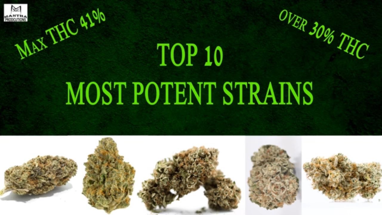 Top 10 Most Potent Strains