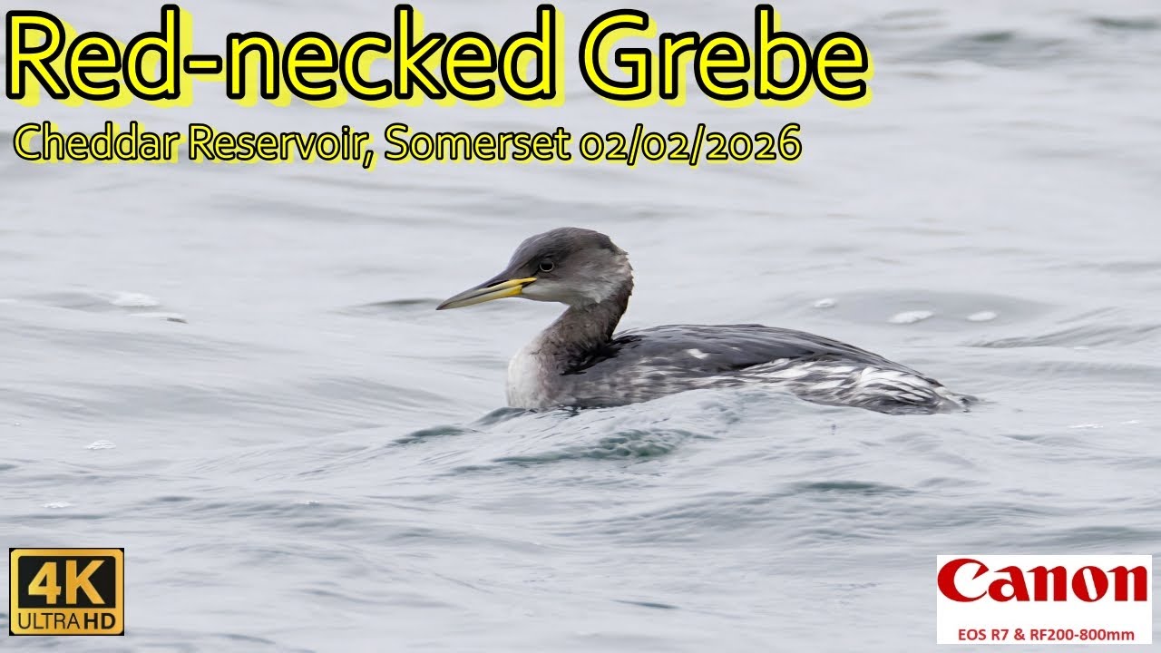 Red-necked Grebe at Cheddar reservoir, Somerset
