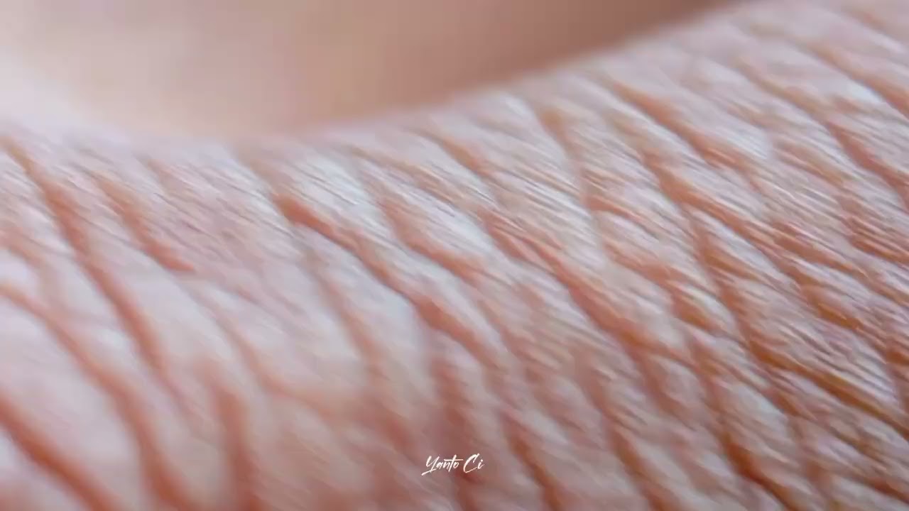 Laba-laba salticidae
