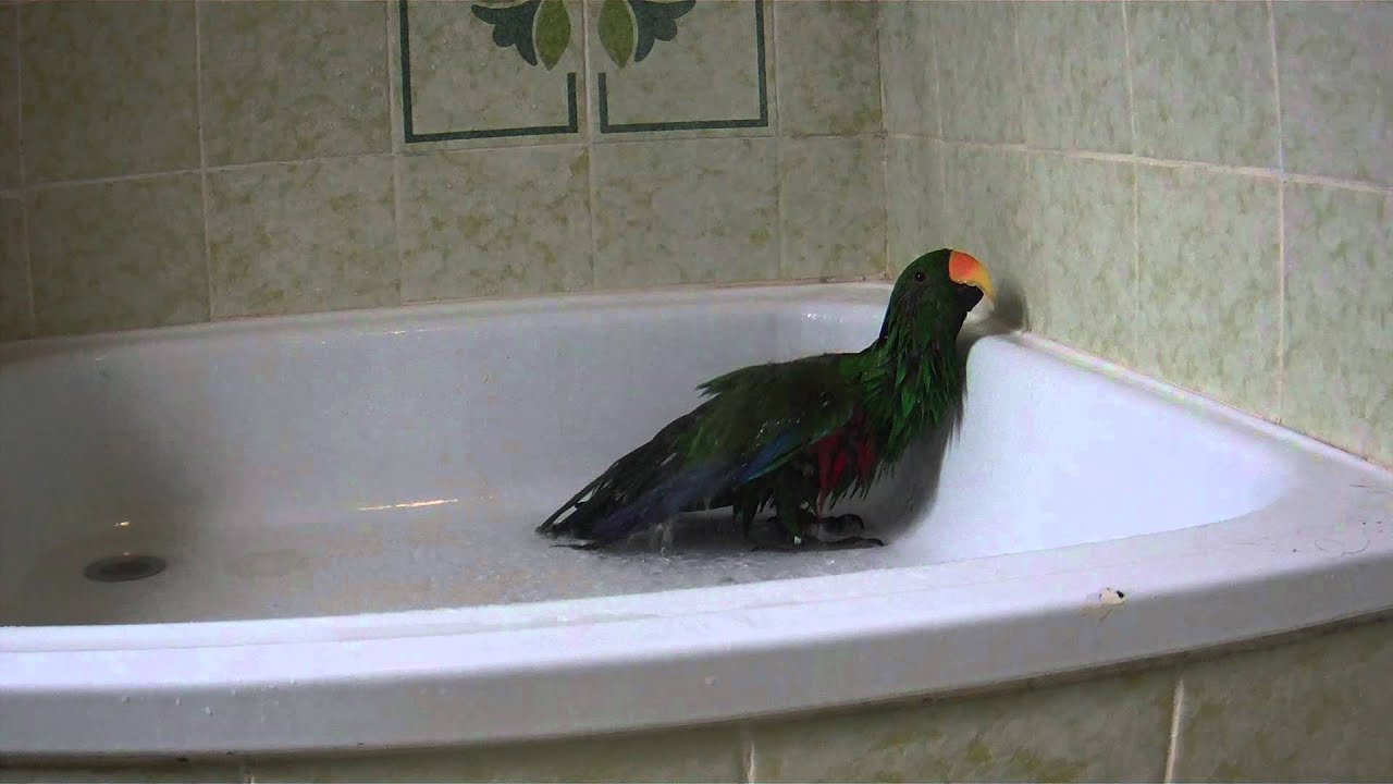 Edelpapegaai Eclectus Joey HD 1080 Showering