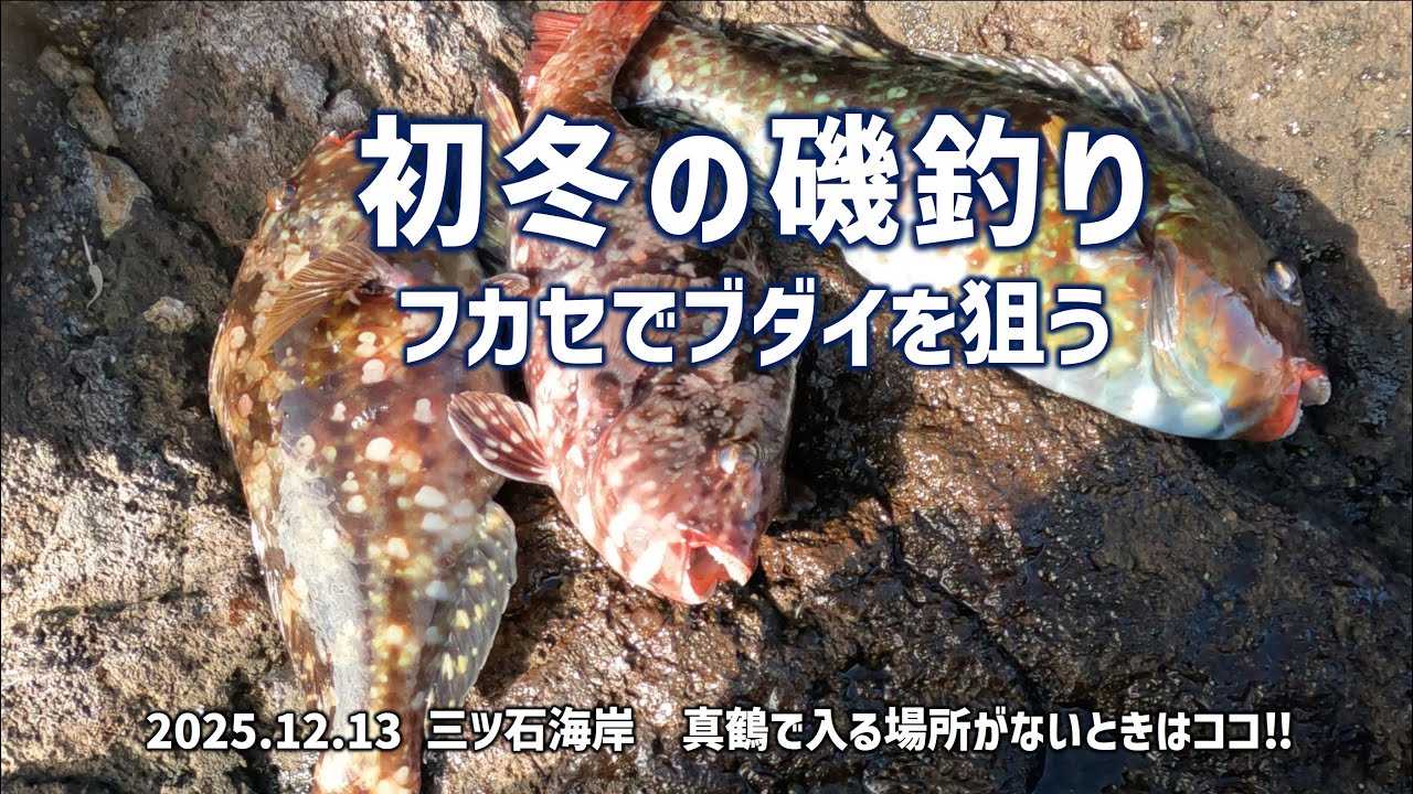 初冬の磯釣り・フカセでブダイを狙う_真鶴で入る場所がないときはココ‼ 20251213