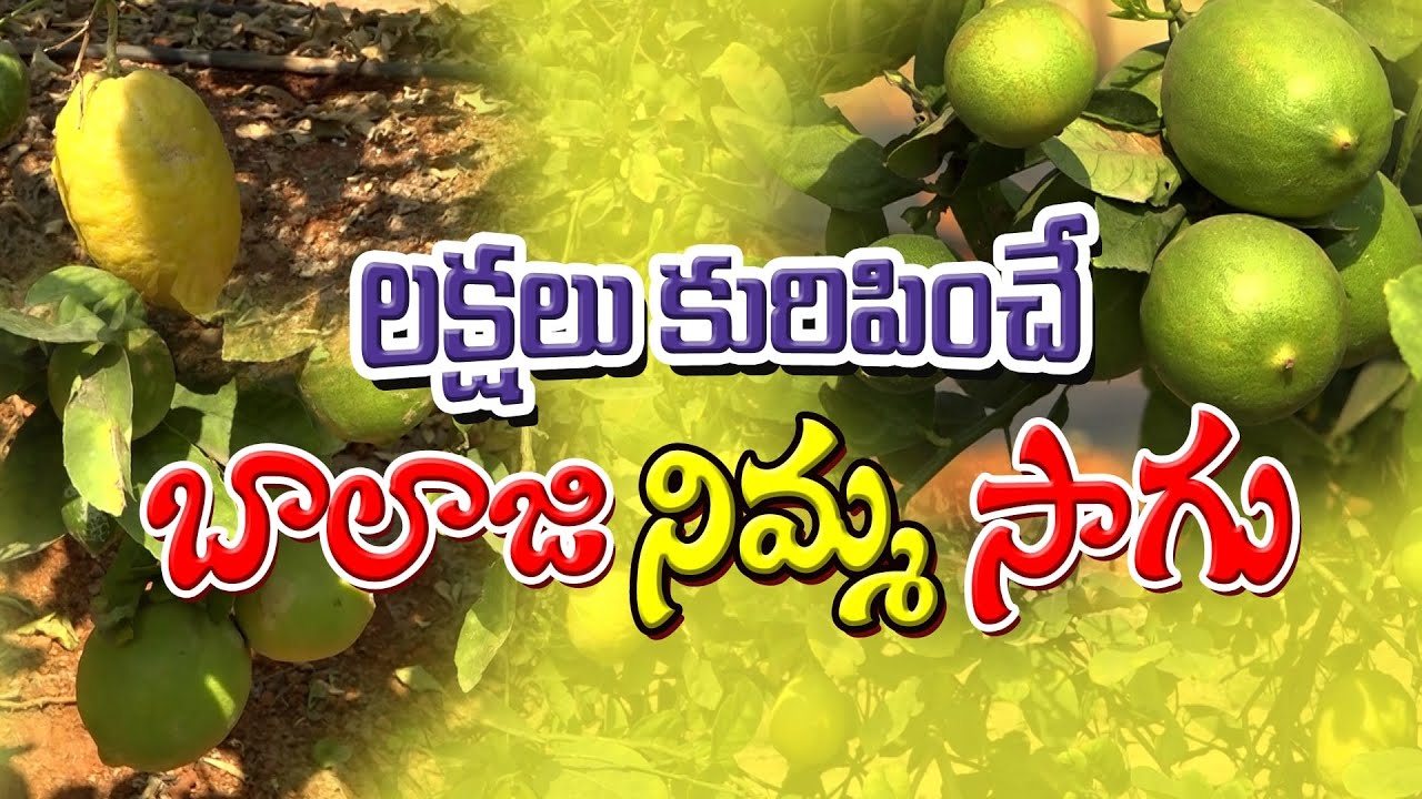 Lemon Cultivation | ఎకరం నిమ్మ తోట 350 కింటల దిగుబడి అధిక లాభం | High Density Farming | But News