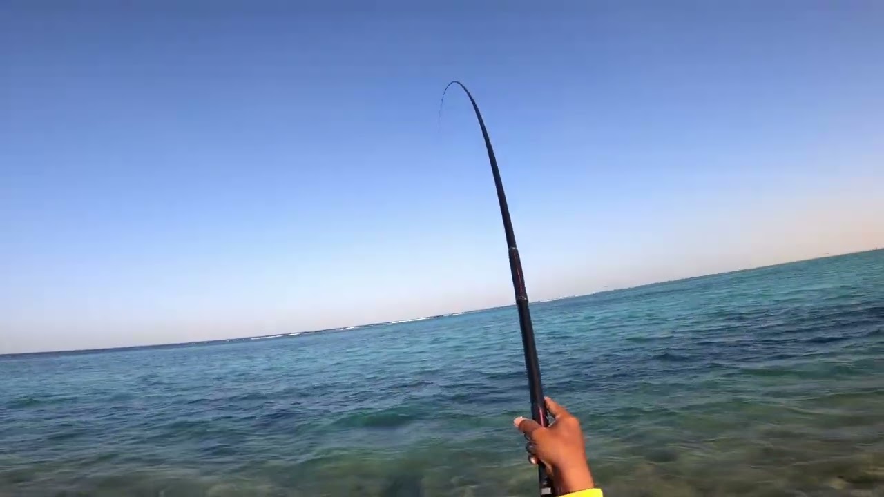 افضل طريقه لجلب سمك السيجان