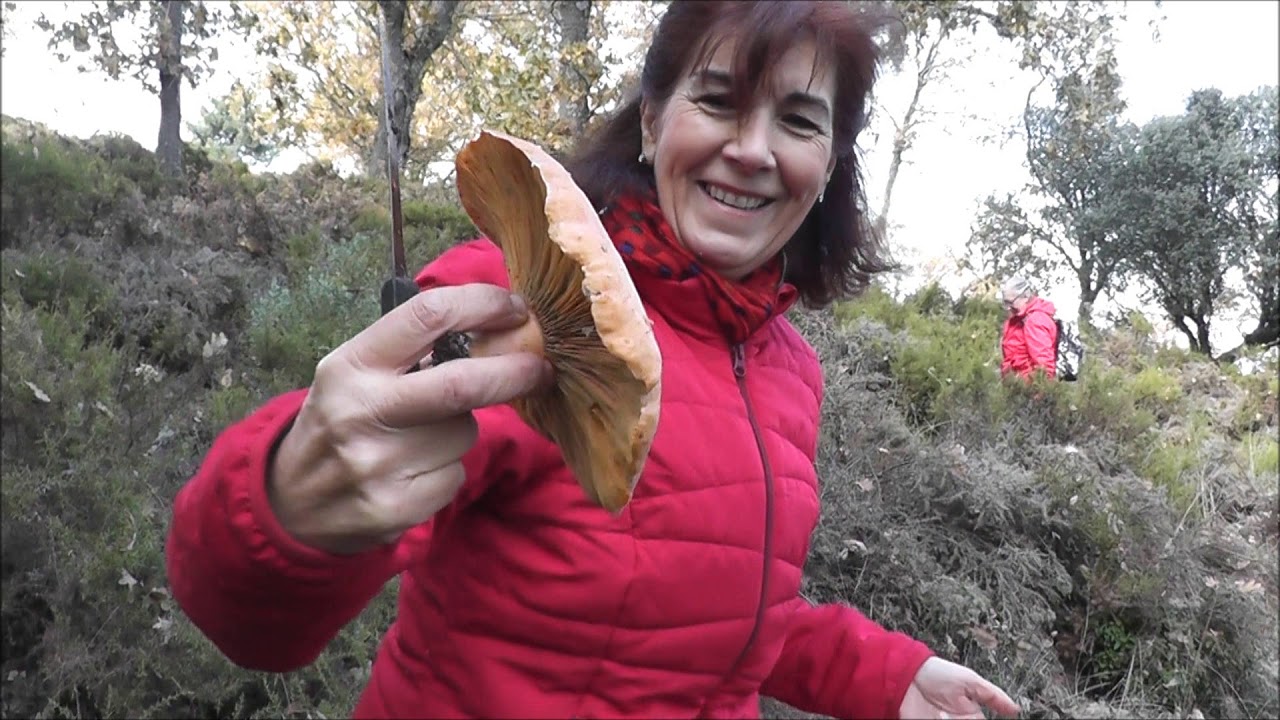 Tercera Ruta Micológica de la Universidad de Granada. Bosques de Robledales