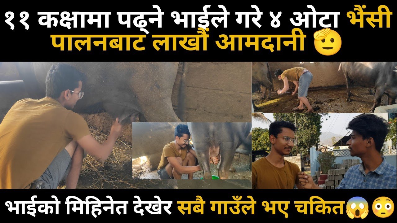 ११ कक्षामा पढ्ने भाईले गरे कलेजको साथै ४ ओटा भैंसी पालन | Bhaisi palan bata lakhau amdani / भैसी