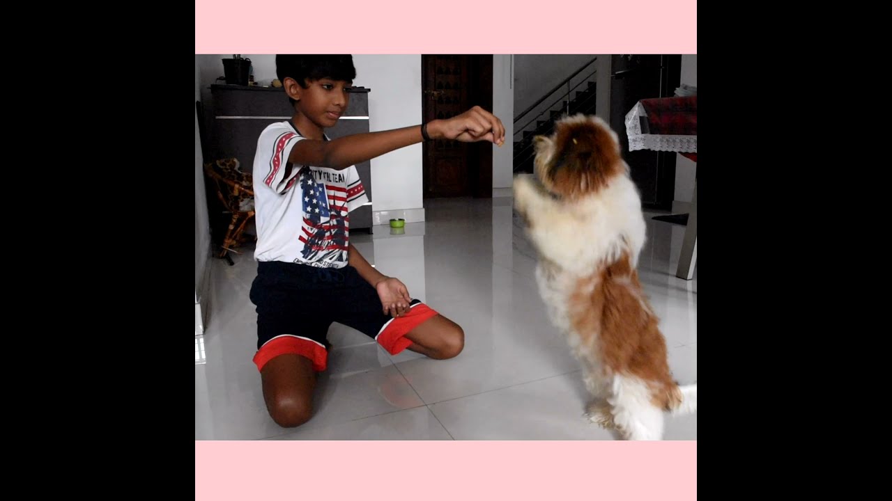 5 month old ShihTzu pup learning new tricks # Leo The Little Lion🦁🦁