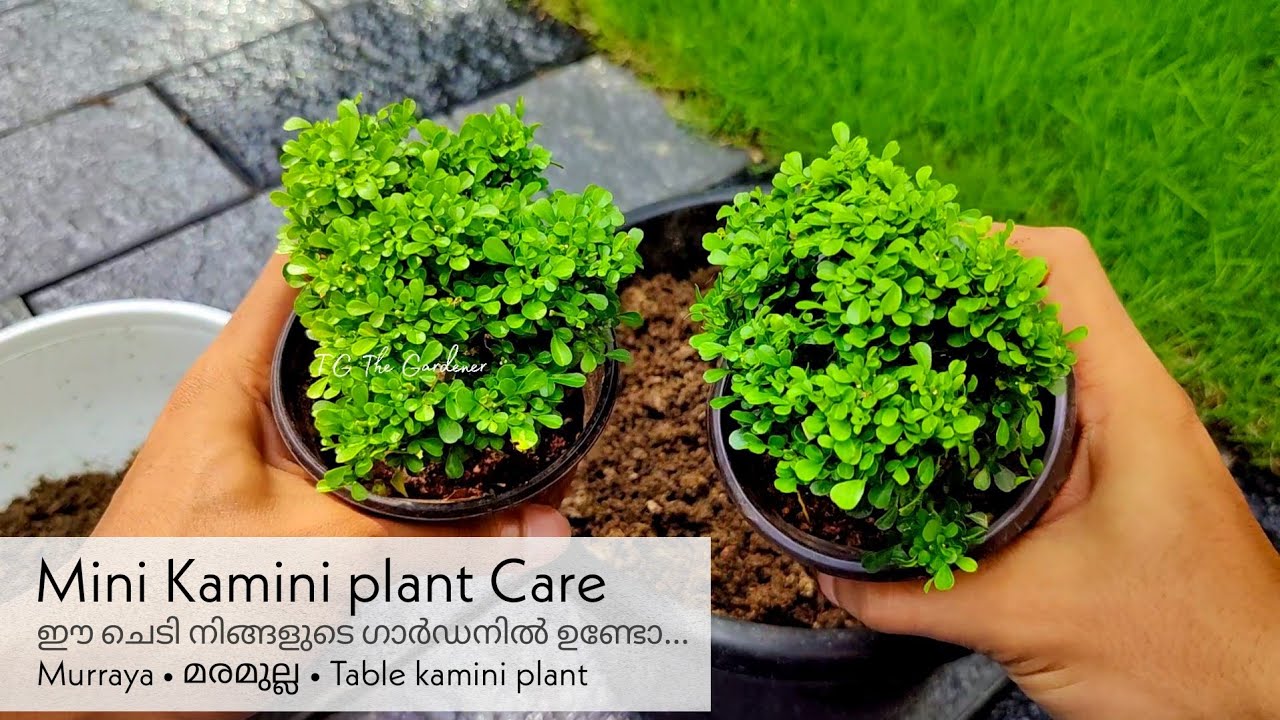 Mini Kamini Plant • Murraya plant • Dwarf kamini plant Care | ഈ ചെടി നിങ്ങളുടെ ഗാർഡനിൽ ഉണ്ടോ...