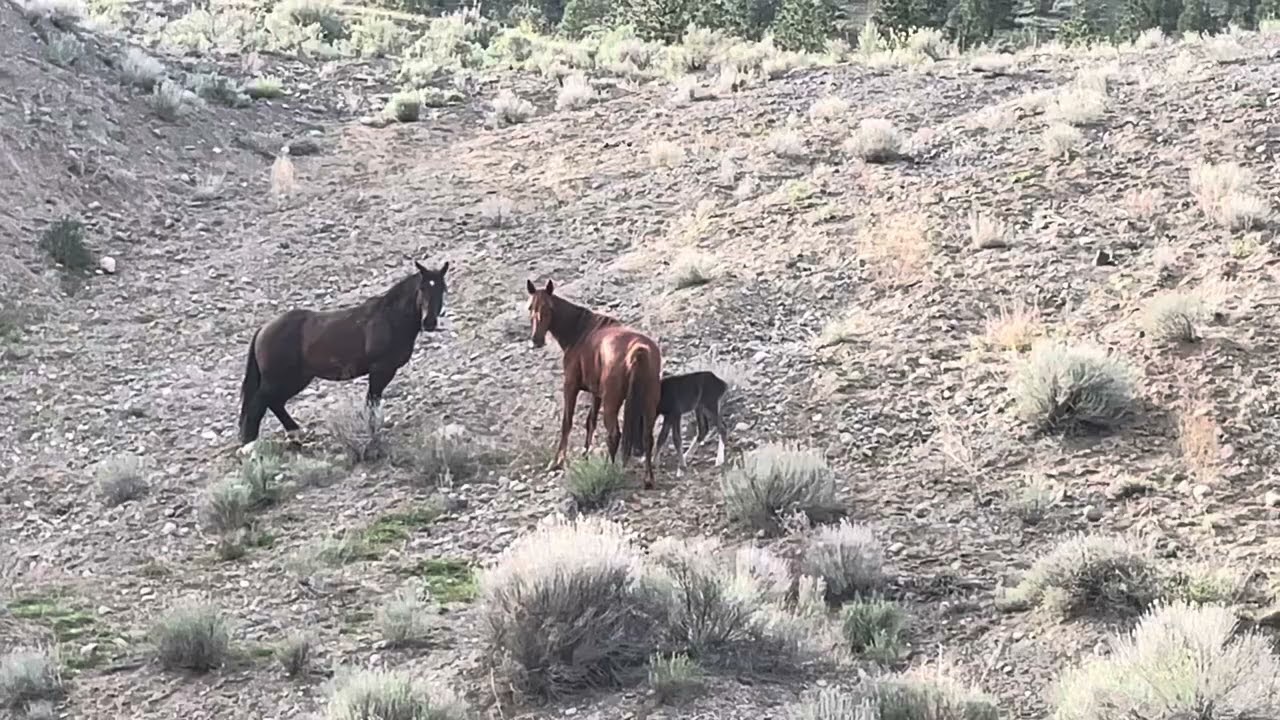 Feral horse herd 2025