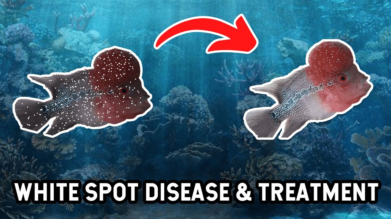 Flowerhorn Fish | White Spot Disease & Most Effective Treatment & Precautions |  Save You're Fish |