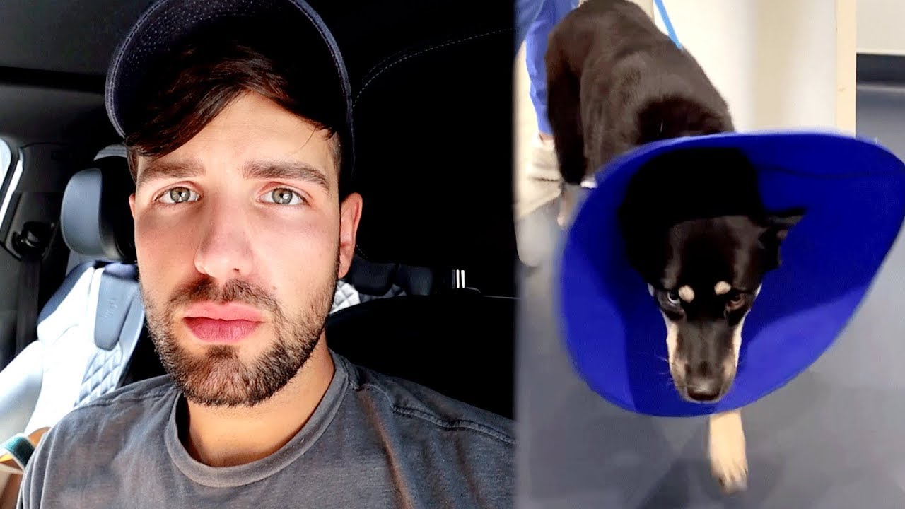 What Really Happened to Lark and The Puppies...