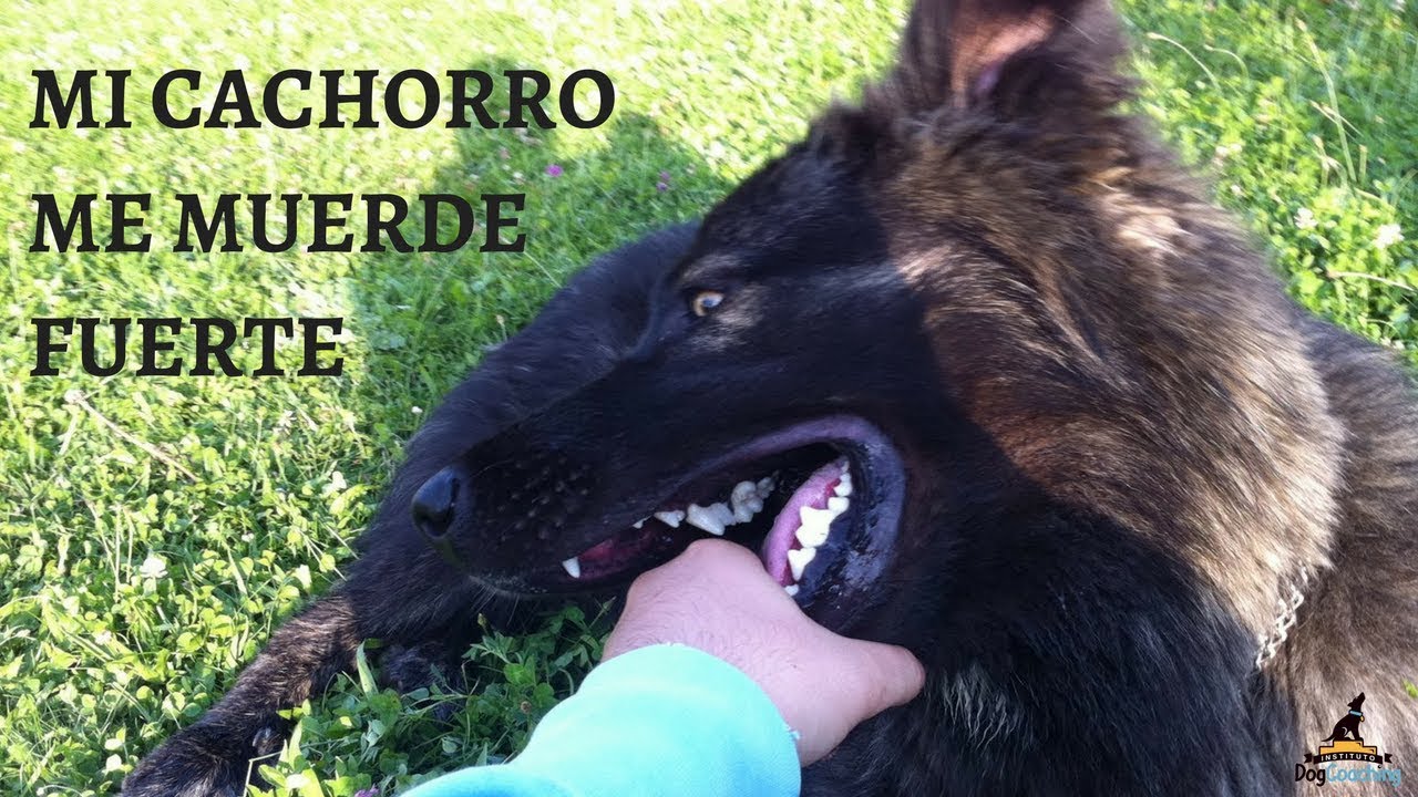 Mi cachorro me muerde fuerte (Control de la mordida - Inhibición de la mordida))