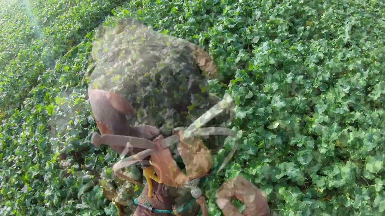 Харрис Хоук в конце концов добивается успеха