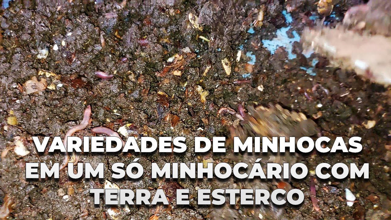 VAMOS VER SE VAI DAR CERTO A EXPERIENCIA?