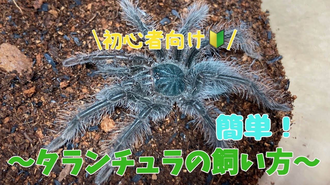 日本一詳しいタランチュラの飼い方解説(初心者向け🔰)