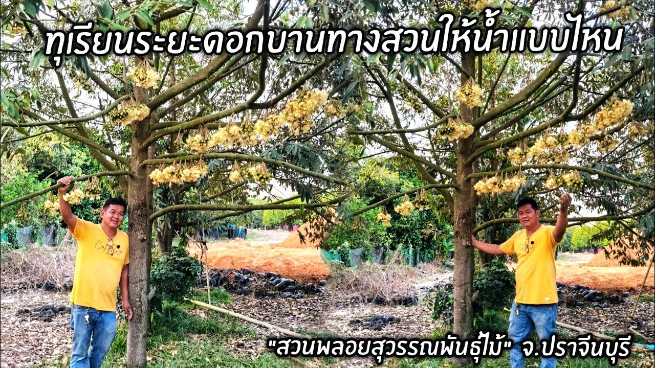 ทุเรียนระยะดอกบานช่วงนี้ทางสวนให้น้ำแบบไหน 