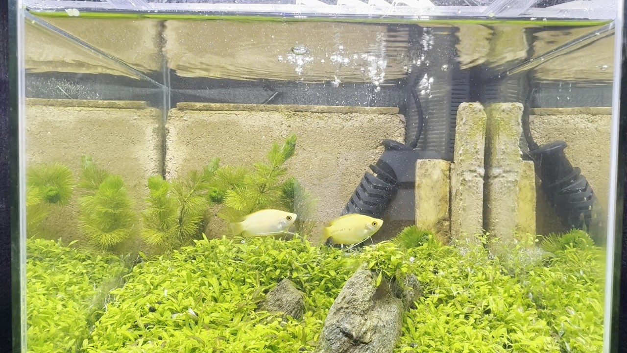 15    少し変わった滝の有る水槽とグラミーの成長記録　“A Gourami in an aquarium with a whimsical waterfall.”