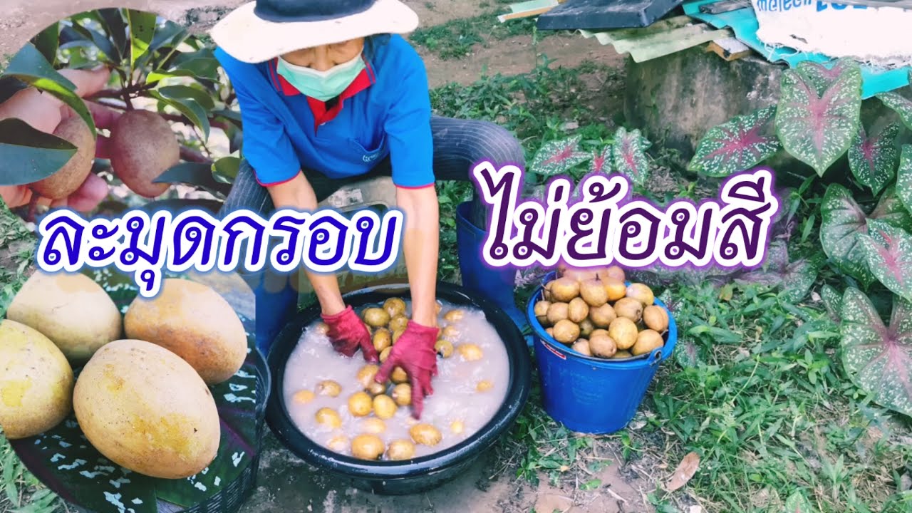 EP.1 ละมุดกรอบวัดหล่ม ตอน เก็บละมุด บ่มละมุด กับยายแป๋ว