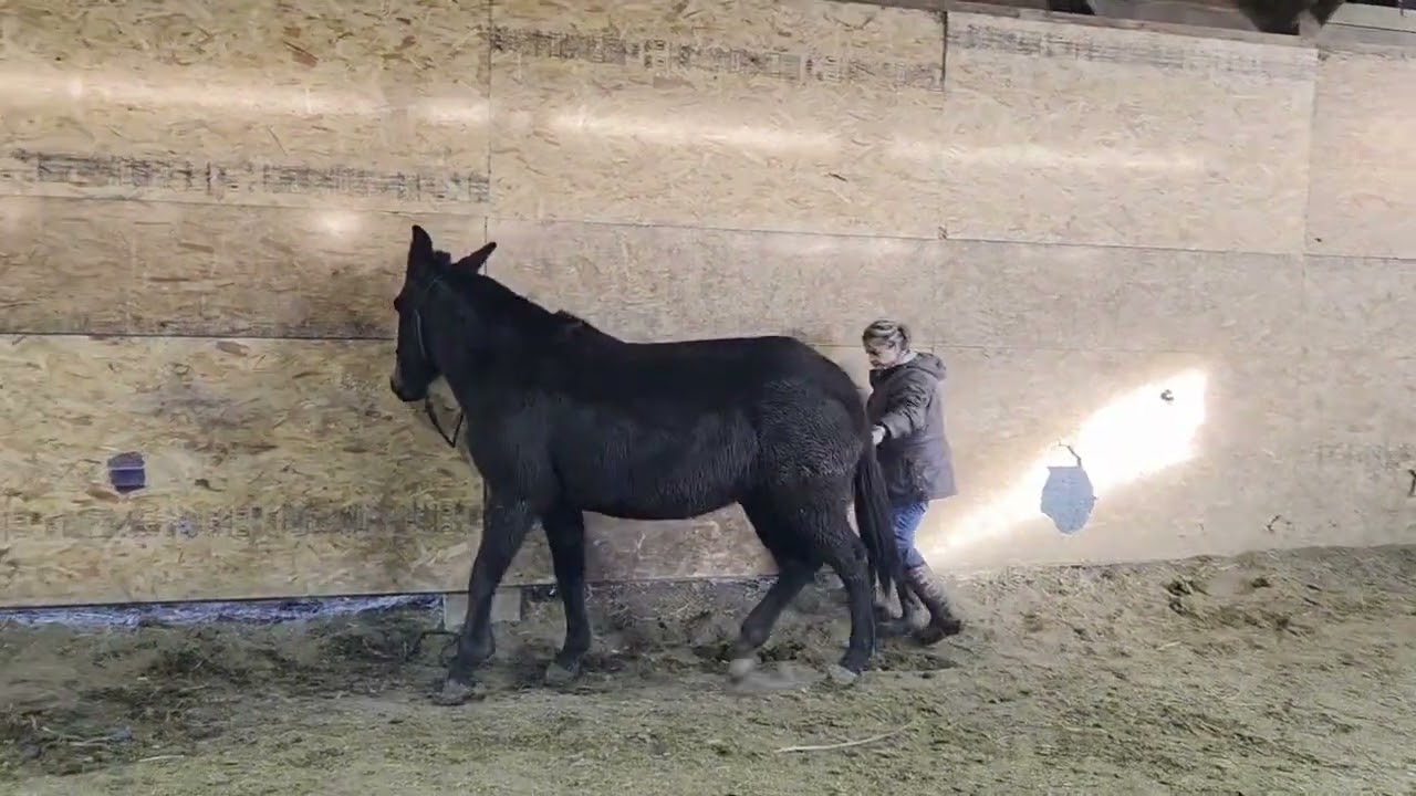 Dolly 5 year old Molly mule.  Pack bags down drive way, picking up feet, bridling. 