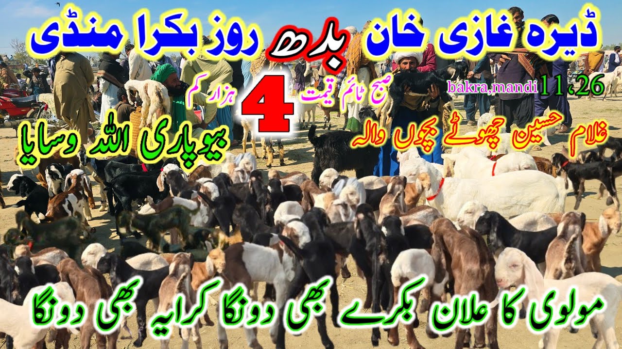 11, February, 2026 biggest maveshi bakra mandi pakistan || ڈیرہ غازی خان بدھ منڈی لوکیشن #at #NBGF 