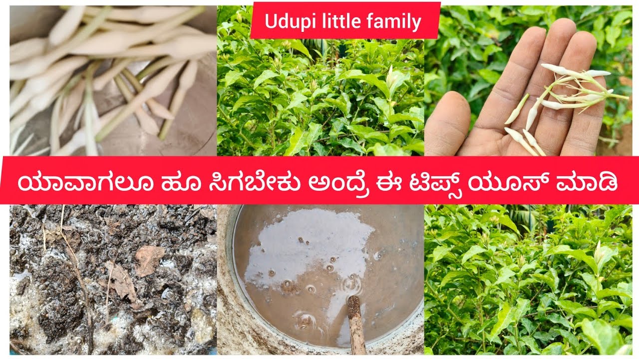ಯಾವಾಗಲೂ ಹೂ ಸಿಗಬೇಕು ಅಂದ್ರೆ ಈ ಟಿಪ್ಸ್ ಮಾಡಿ ನೋಡಿ 