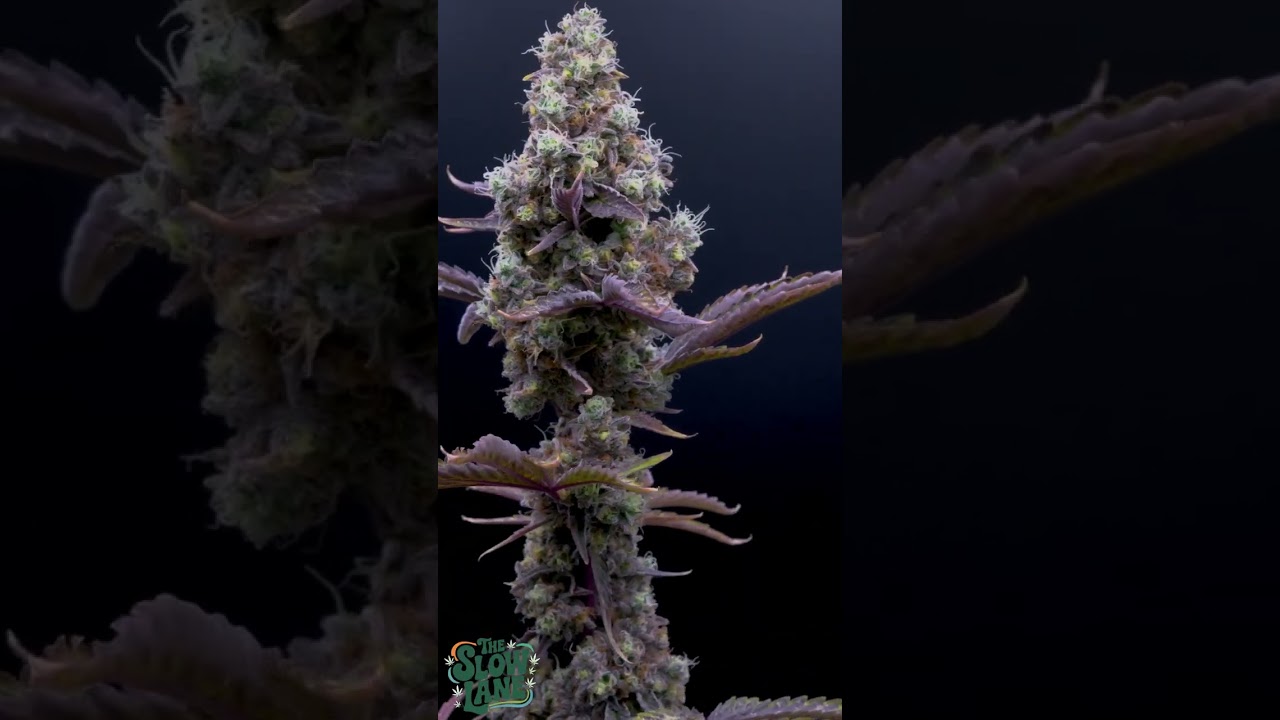 Orange Kush Cake &mdash; фенотип № 1 | Slow Lane Spin (Ethos Genetics)