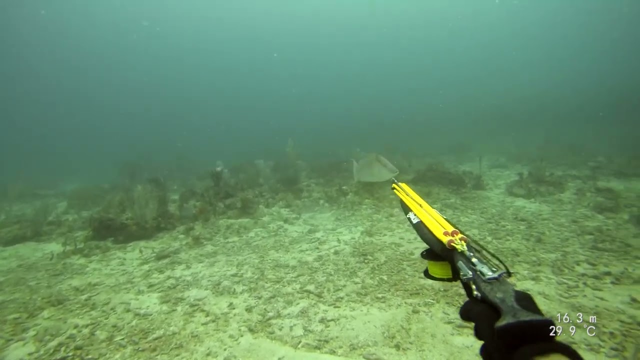 Chasse sous marine guadeloupe 16m poisson capitaine